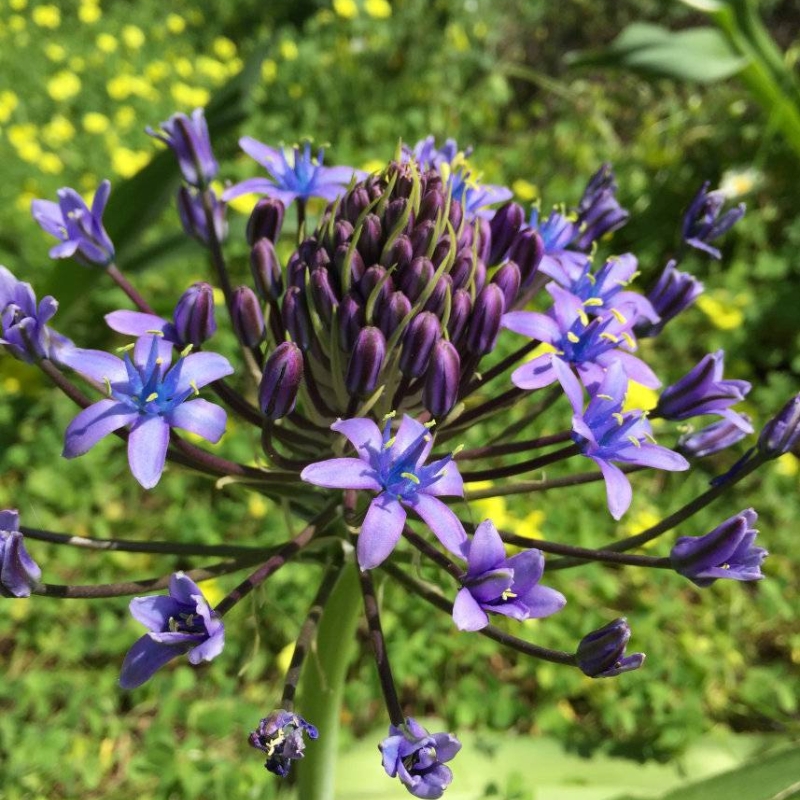 Giant Squill Scilla peruviana